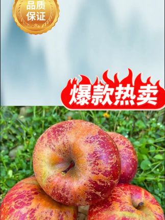 云南昭通冰糖心丑苹果脆甜多汁新鲜水果当季果园现摘产地直发#苹果 #脆甜苹果 #冰糖苹果 #新鲜苹果 #多汁苹果