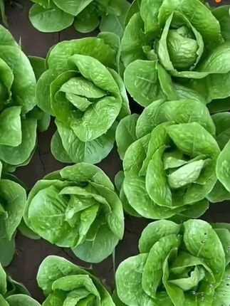 沙拉孔雀菜种子新种不生虫脆甜生吃直立生菜四季播种沙拉菜#沙拉孔雀菜种子 #不生虫蔬菜 #可生吃蔬菜 #四季播种 #蔬菜种子