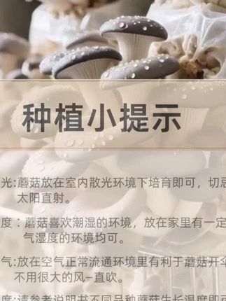 蘑菇菌包  #优质农产品#  菌菇  #种蘑菇#  食用菌栽培  #很好吃     #蘑菇菌包