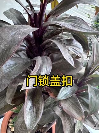 #车门锁盖扣 #车门保护套 #汽车用品