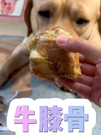狗狗磨牙洁齿烘干牛膝盖骨,耐磨耐咬,多斤多肉#狗狗日常 #小狗狗能有什么坏心思 #狗狗磨牙 #狗狗磨牙棒推荐 #拉布拉多