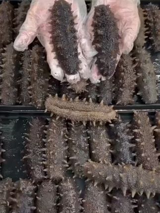 【海乡集】精品辽参大连即食海参营养丰富包邮500g袋(8-10头斤) #海鲜美食 #新鲜海鲜