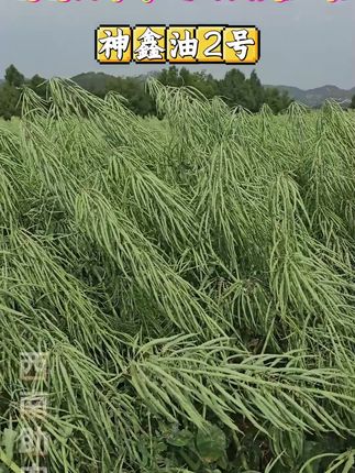 #三农 #神鑫油2号 #油菜种植 #我的乡村生活 #农村生活