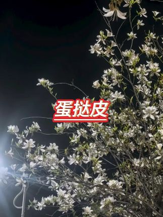 #好物推荐 #蛋挞 #蛋挞皮