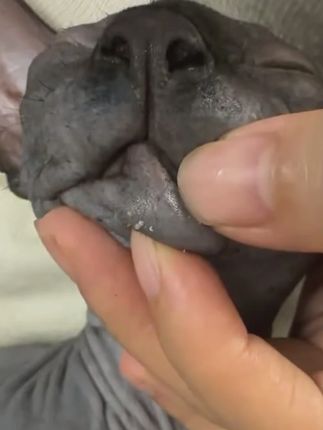 猫咪黑下巴油脂堵塞,分泌物多赶紧来试试这款黑下巴干洗慕斯#猫咪黑下巴 #黑下巴干洗慕斯