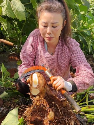 云南天山雪莲果,好吃又营养 清脆爽口,低糖低卡,你值得拥有!!#雪莲果成熟了#脆甜多汁#现挖现发#低糖低脂低热量#优质农产品