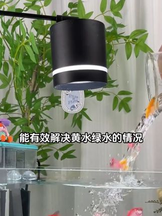 有效解决黄水绿水的问题 #养鱼日记 #观赏鱼 #水族 #养鱼人 #鱼缸
