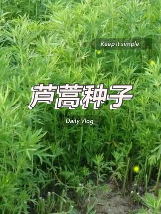 这就是鲜嫩脆甜的#芦蒿种子 好种植,可以多岔采收#家庭种植