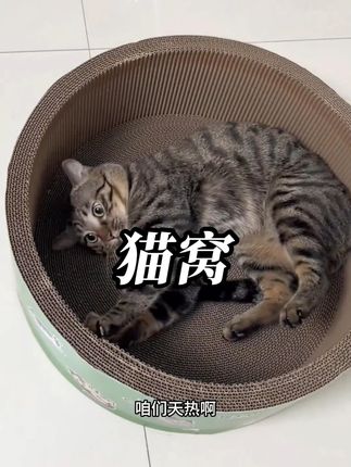猫咪超矮的猫窝#猫抓板 #猫窝 #加深加大号 #结实耐用 #宠物用品
