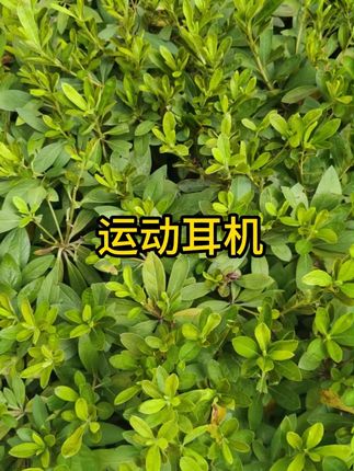 #蓝牙耳机 #不入耳耳机 #数码科技