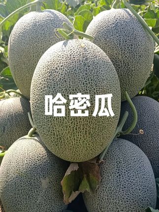 新疆哈密瓜丰收啦!很便宜给您发!#新疆哈密瓜 #新鲜采摘 #哈密瓜 #西洲蜜瓜