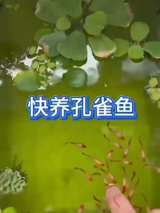 杂袍孔雀鱼,解锁基因盲盒,皮实好养! #孔雀鱼#新手养鱼#观赏鱼养殖#养鱼日记#鱼缸里的大自然