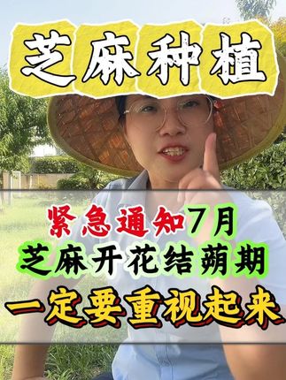 紧急通知!紧急通知!进入七月份芝麻开花结蒴期高产关键在这里! #芝麻种植 #芝麻 #芝麻施肥 #芝麻高产 #黑芝麻