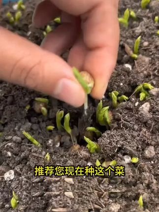 立秋了,又可以在家种这个好吃又好种的豌豆尖了,你的种子准备好了吗?#豌豆尖 #在家种菜