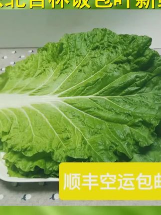 东北吉林饭包叶新鲜到家,10片20片可选还送酱,500g顺丰空运加泡沫冰袋保鲜,口感超棒。 #白菜叶 #菜叶 #饭包叶 #东北美食 #顺丰空运
