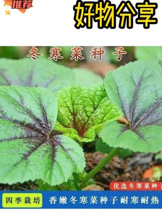 想要冬天有菜吃,推荐你现在就种点这个冬葵菜#冬葵也叫冬寒菜 #冬寒菜 #纯天然绿色蔬菜 #自家菜园的新鲜蔬菜 #蔬菜