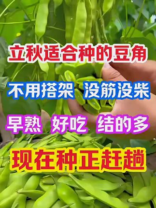 马上立秋了,想种晚豆角,试试这款不搭架的#地油豆 #豆角 #豆角种子 #东北油豆角 #三农