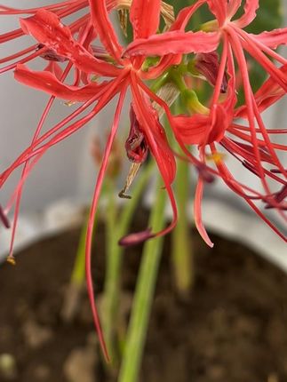 彼岸花种球 盆栽花卉#种球 #彼岸花 象征纯洁爱情的#花卉