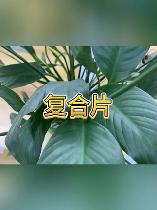 维生素 #保健食品 #复合维生素 #营养补充 #牛磺酸 #维生素