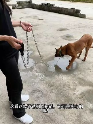 不锈钢狗链子大型犬中型犬小型犬铁链项圈调节狗绳防咬斗牛栓狗链 #狗链 #狗链推荐 #狗链牵引绳 #狗链条 #不锈钢狗链