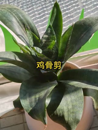 超强力大头剪刀家用加厚多功能剪厨房剪鱼鸡鸭鹅 #剪刀 #鸡骨剪 #大头剪刀