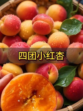 咬开阿克苏小红杏的瞬间,蜜浆便顺着指缝淌下。果皮薄如蝉翼,裹着饱满的橙黄果肉,酸甜在舌尖炸开,带着阳光晒透的暖意。核小肉厚,细腻得像融化的蜂蜜,却又藏着一丝清爽果酸,咽下后喉间还留着淡淡果香,仿佛把整个南疆的夏天都含在了嘴里。#杏子熟了 #水果 #新鲜应季水果 #好吃到停不下来 #抖音美食推荐官
