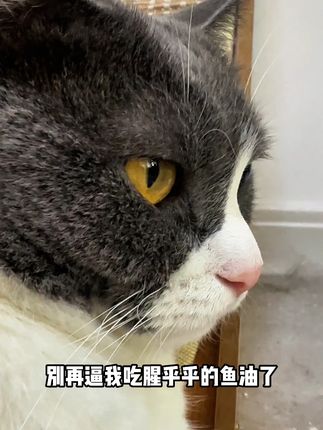 小猫换毛季犹如行走的蒲公英,那就试试这款鱼油罐头! #猫咪掉毛很烦恼#萌宠好物#猫咪罐头#主食罐头#朗仕官方旗舰店