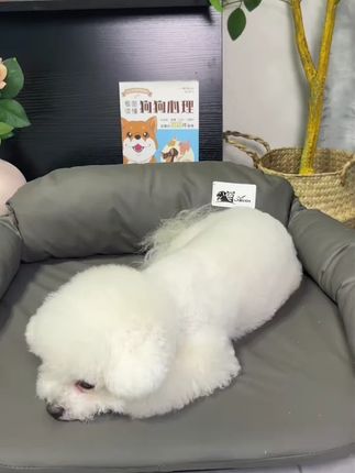 原创夏季薄款宠物衣服琉璃纱镂空透气狗狗猫咪衣服飞袖背心防晒 特别适合夏天的一款背心,猫咪狗狗都可以穿哦 #猫咪衣服  #狗狗衣 服 #宠物衣服  #抖音入手的好东西  #萌宠好物