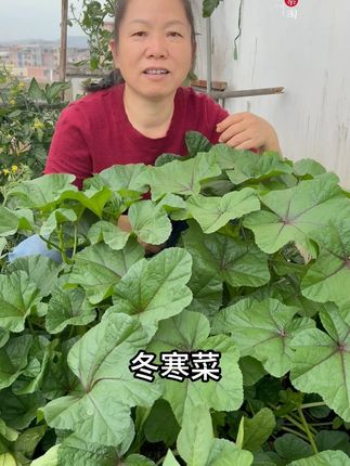 冬寒菜#自己种的纯天然的绿色蔬菜 #种植小技巧 #我的小菜园