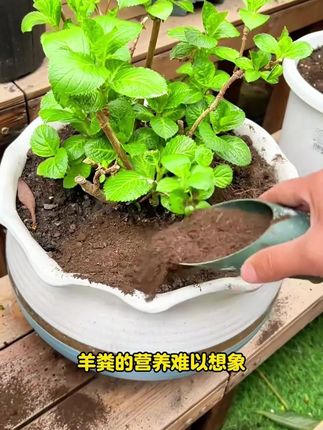 种花肥料很重要,养花种菜必备神器-内蒙古纯羊粪发酵有机,肥, , #养花种菜#源头直供#羊粪有机肥#纯羊粪#育景源羊粪