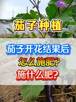 茄子开花结果了,怎么施肥?施什么肥 #茄子种植 #茄子施肥 #茄子开花结果 #农业种植
