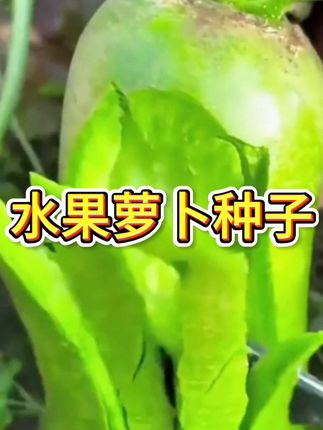 无筋无渣口感绝!脆甜萝卜籽颠覆认知! #脆甜萝 卜#萝卜 #水果萝卜种子 #种子