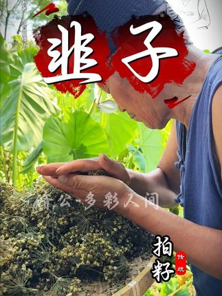 给朋友们推荐这个韭菜籽枸杞茶,方法简单,好处多多#健康 #老技艺