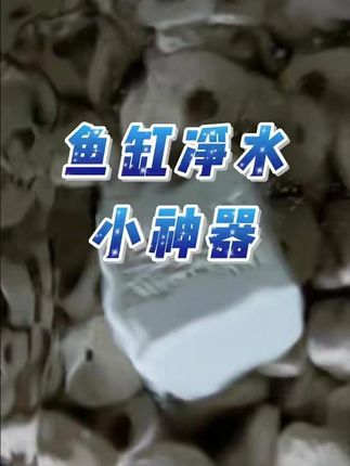 净水小方块,水质清澈透亮,映出龙鱼鳞片光泽! #菌方 #养鱼日记 #鱼缸里的大自然 #水族 #