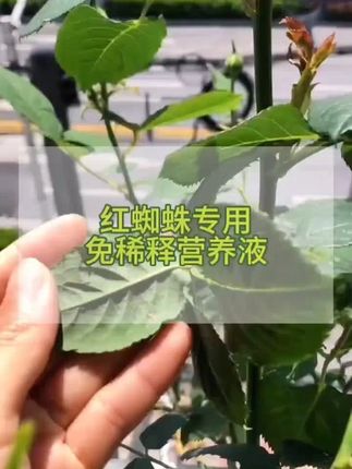 贝可施红蜘蛛专用药喷剂园艺花卉蔬菜绿植阳台盆栽通用生长高品质 贝可施红蜘蛛专用药喷剂园艺花卉蔬菜绿植阳台盆栽通用生长高品质#服务三农支持三农 #种植小技巧 #病虫害防治 #抖音助农 #花卉绿植