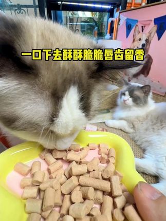 猎客生骨肉冻干真的好卷啊,买一送八到手九件30多块钱,关键第二件还半价,别说我家三猫一狗了,就连我都快香迷糊了#萌宠好物 #科学养宠攻略 #新手养宠 #猎客生骨肉冻干 #生骨肉冻干