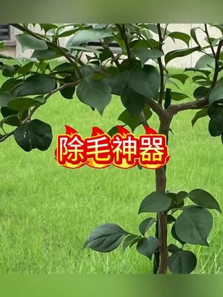 静电除毛手套大号升级版双向刷毛粘毛除毛神器轻松清理掉毛季必备#除毛器 #除毛 #手套 #粘毛器 #粘毛神器