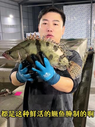 看看我们的鳜鱼,多么肥美,多么大!!! #宏村臭鳜鱼 #宏村 #臭鳜鱼 #地方特色美食 #肥美
