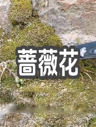 家里有空着小院的,一定要种上这个#爬藤月季蔷薇花, 多种花色可以选,种上它一年四季都有花看!!#蔷薇花#花卉绿植