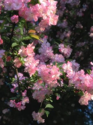#硅藻泥地垫 #大地垫 #防滑垫 #吸水垫 #强烈推荐