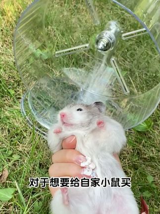 耐用透明跑轮仓鼠运动更尽兴 #养鼠好物安利 #跑轮仓鼠 #金丝熊