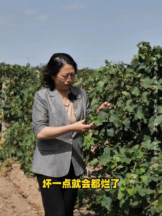 宁可整串扔掉,也绝不混入一个坏果。 我们用时间证明,真正的好酒是从拒绝每一粒瑕疵开始的。 身边人都劝我别这么精益求精,混进去几颗坏果酿酒,顾客是喝不出来的。 可我心里比谁都清楚,一旦开了这个口子酒庄,辛苦建立的信誉和品质就会崩塌。 我想要的是做一瓶消费者喝着安心踏实的好酒。#好酒 #贺兰山东麓葡萄酒 #皇蔻酒庄 #夏粹