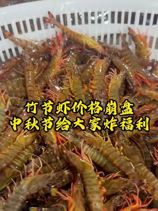 斑节虾价格干到冰点了 渔民真的不挣钱! 青岛斑节虾活虾上岸,足斤足两到手两斤,口感细致,紧实鲜甜!#源头实力厂家 #斑节虾 #竹节虾 #海鲜品质优选