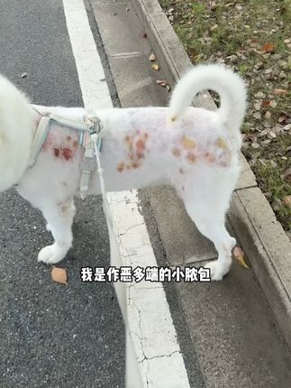 猫狗出现皮肤问题要及时处理,不要拖到越来越严重了才来后悔#萌宠好物 #宠物皮肤喷剂 #萌宠出道计划 #狗狗 #养狗日常