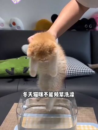 惠佰利宠物免洗spa手套湿巾猫狗通用清洁去污柔顺毛发椰香免吹干 #惠佰利 #spa #湿巾