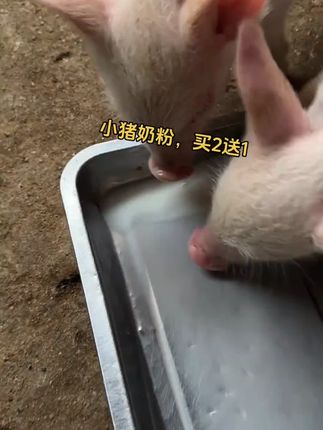 中博特仔猪奶粉小猪专用均衡奶粉拍二袋送袋营养易消化 #养猪人加油干 #养猪人不容易 #自繁自养 #三农 #农村生活 #仔#猪#母#养养猪人养猪人加油干母猪猪