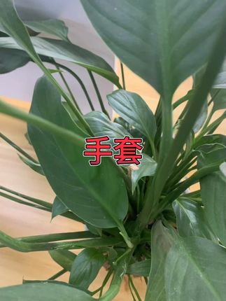 100只丁腈手套食品级 #厨房防水 #耐油洗碗 #一次性手套