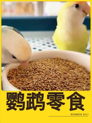 鹦鹉零食补充高蛋白,秋冬上膘的神器,快给鸟宝入手一个 #鹦鹉 #鹦鹉日常 #鹦鹉鹦鹉萌萌哒逗鹦鹉 #鹦鹉零食 #鹦鹉粮食