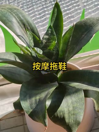 按摩拖鞋男士2025爆款防滑外穿一字拖加厚情侣养生按摩指压板拖鞋 #按摩拖鞋  #指压板拖鞋  #拖鞋