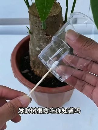 懒人植物救星 【懒人植物救星】免稀释再生剂 一插即活!直接插入土壤就能用 三大优势: • 0兑水操作 • 即插即用 • 长效缓释